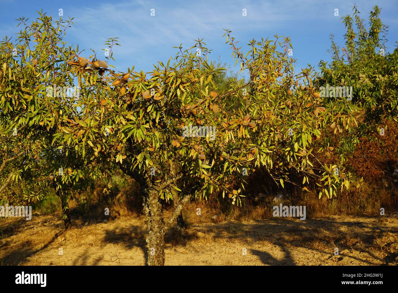 Field of almond trees with fruit Stock Photo Alamy