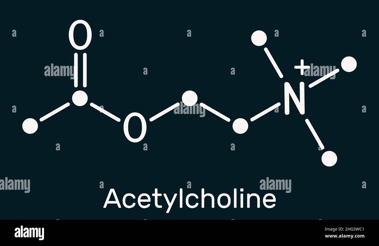 Acetylcholine, ACh molecule. It is parasympathomimetic neurotransmitter