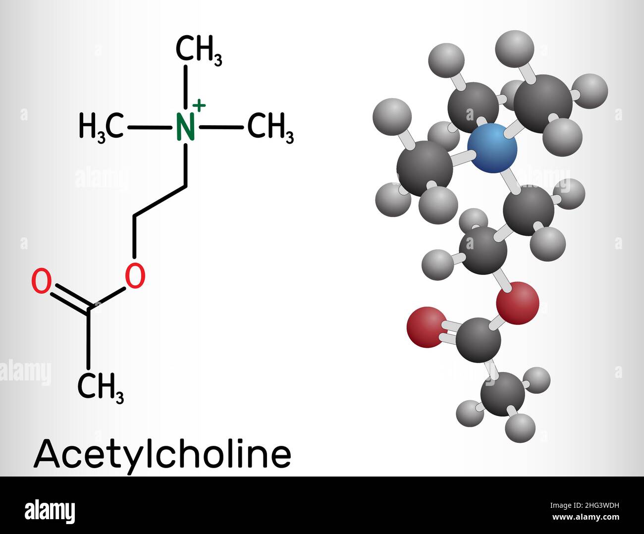Acetylcholine, ACh molecule. It is parasympathomimetic neurotransmitter, vasodilator agent, hormone, human metabolite. Structural chemical formula and Stock Vector