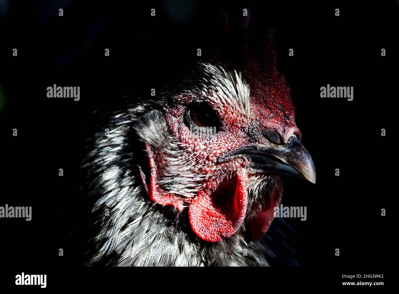 Black hen. Stock Photo