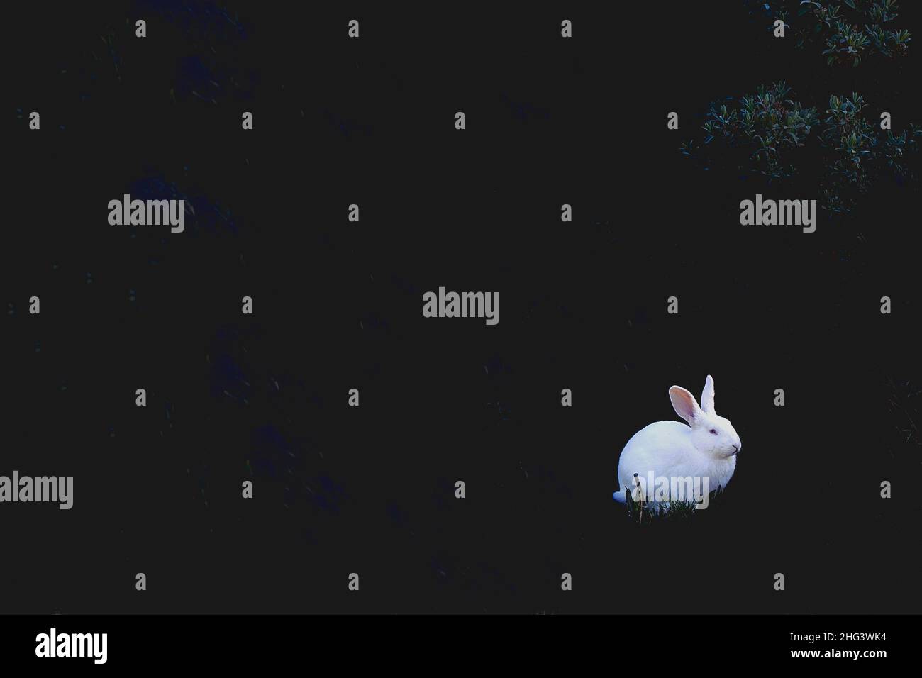 White rabbit at night Stock Photo Alamy