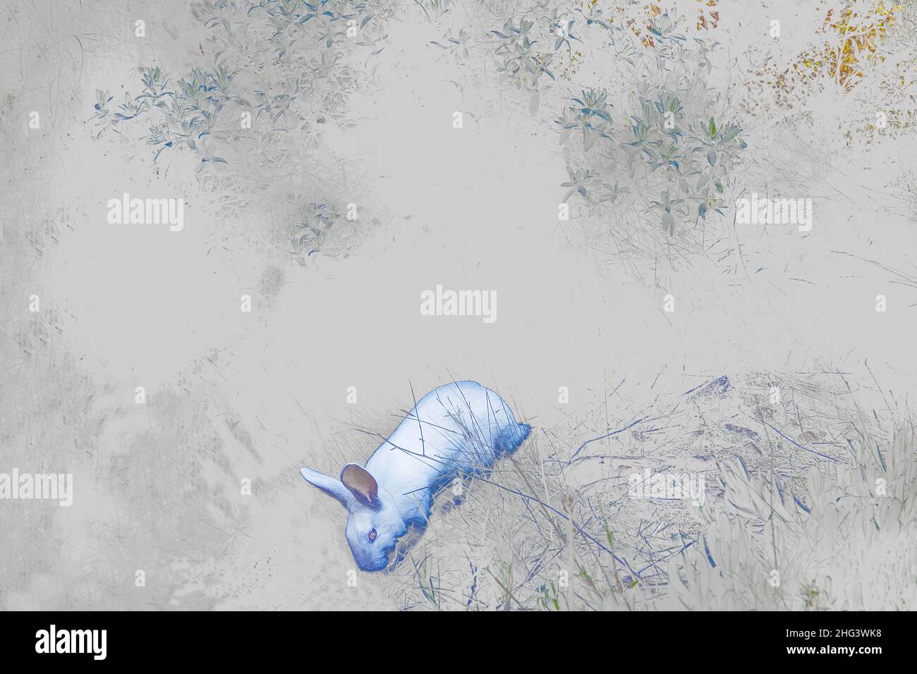 Rabbit going down a hole Stock Photo Alamy