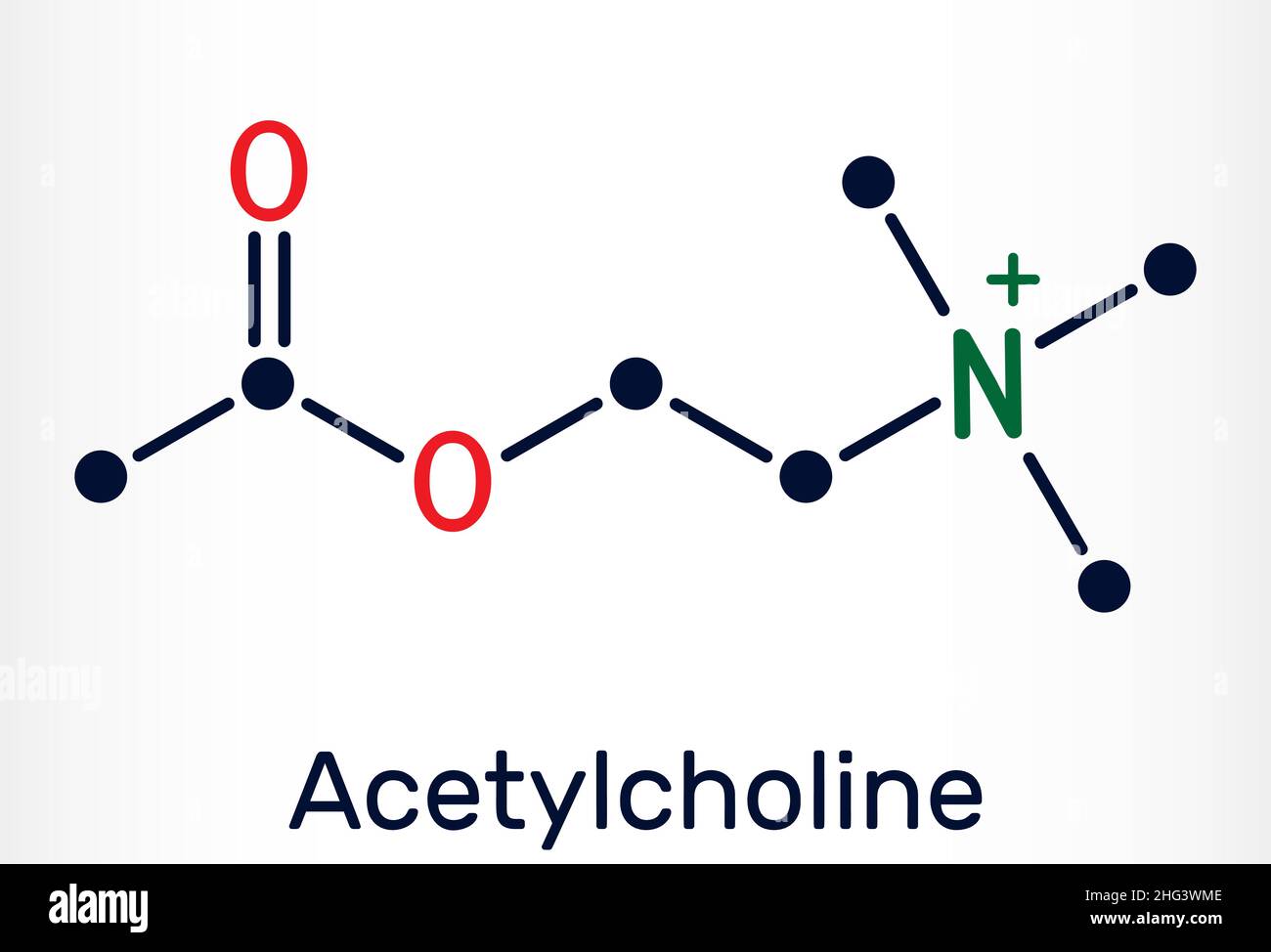 Acetylcholine, ACh molecule. It is parasympathomimetic neurotransmitter, vasodilator agent