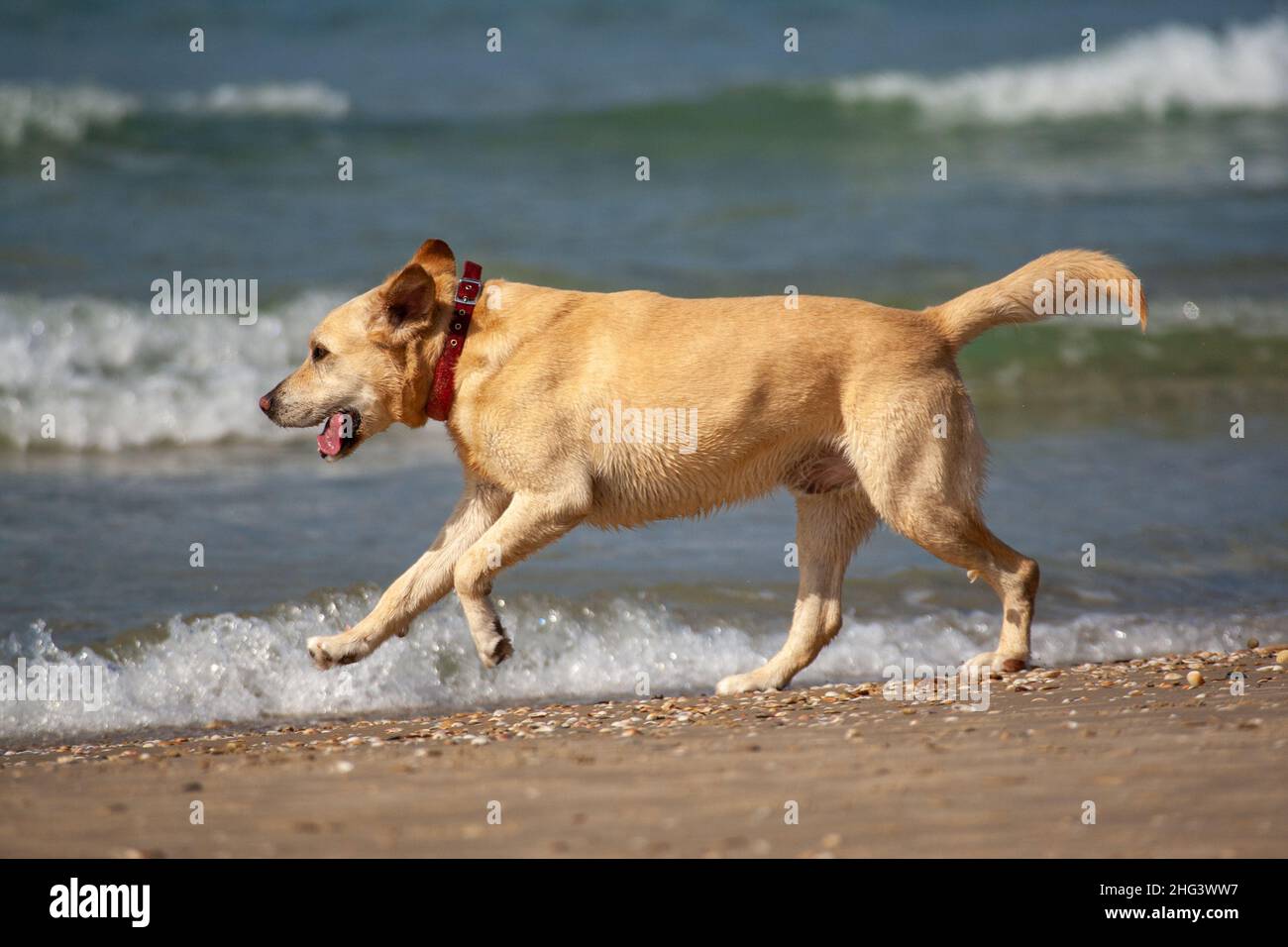 Labrador Retriever Dog ran on the beach Stock Photo - Alamy