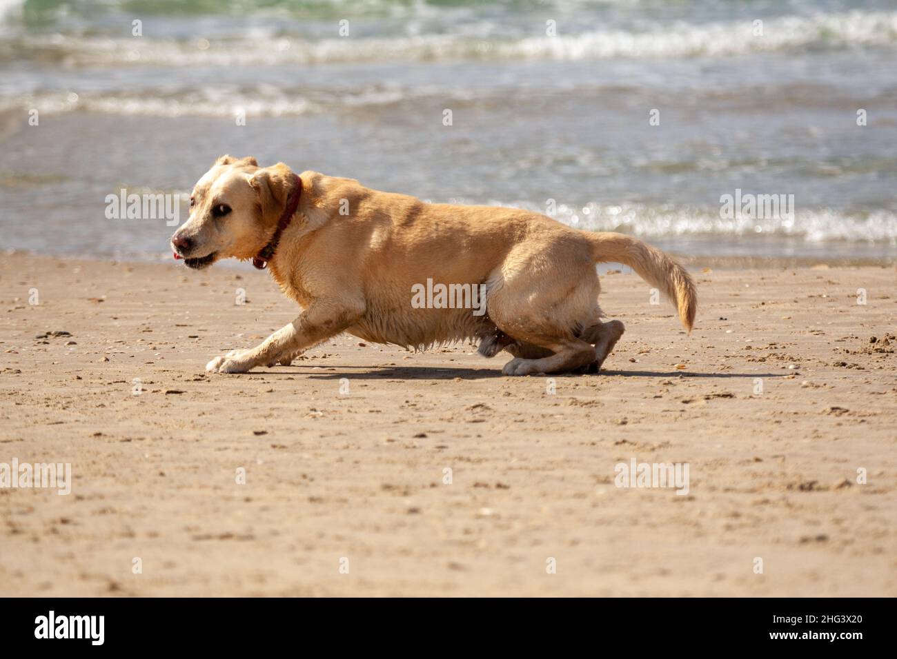 Labrador Retriever Dog ran on the beach Stock Photo - Alamy
