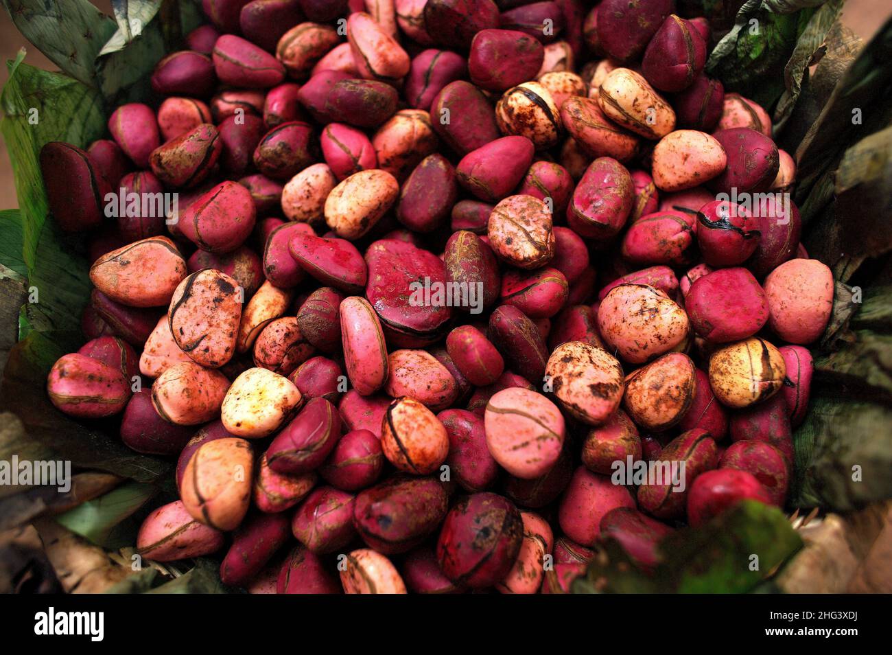 Kola nuts in an African market in Mali ,West  Africa . Stock Photo