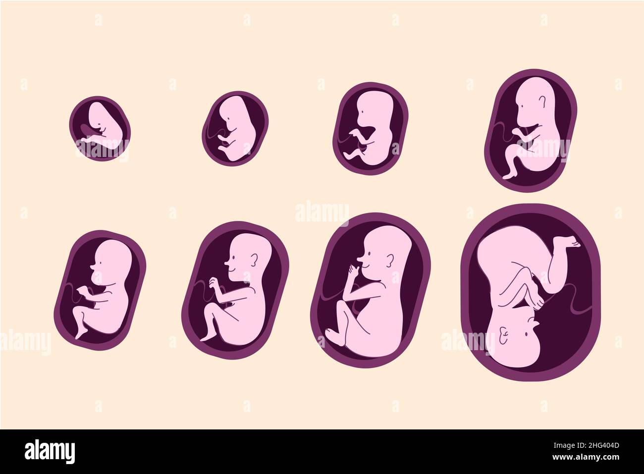 set of fetal development moments Vector illustration Stock Vector Image ...
