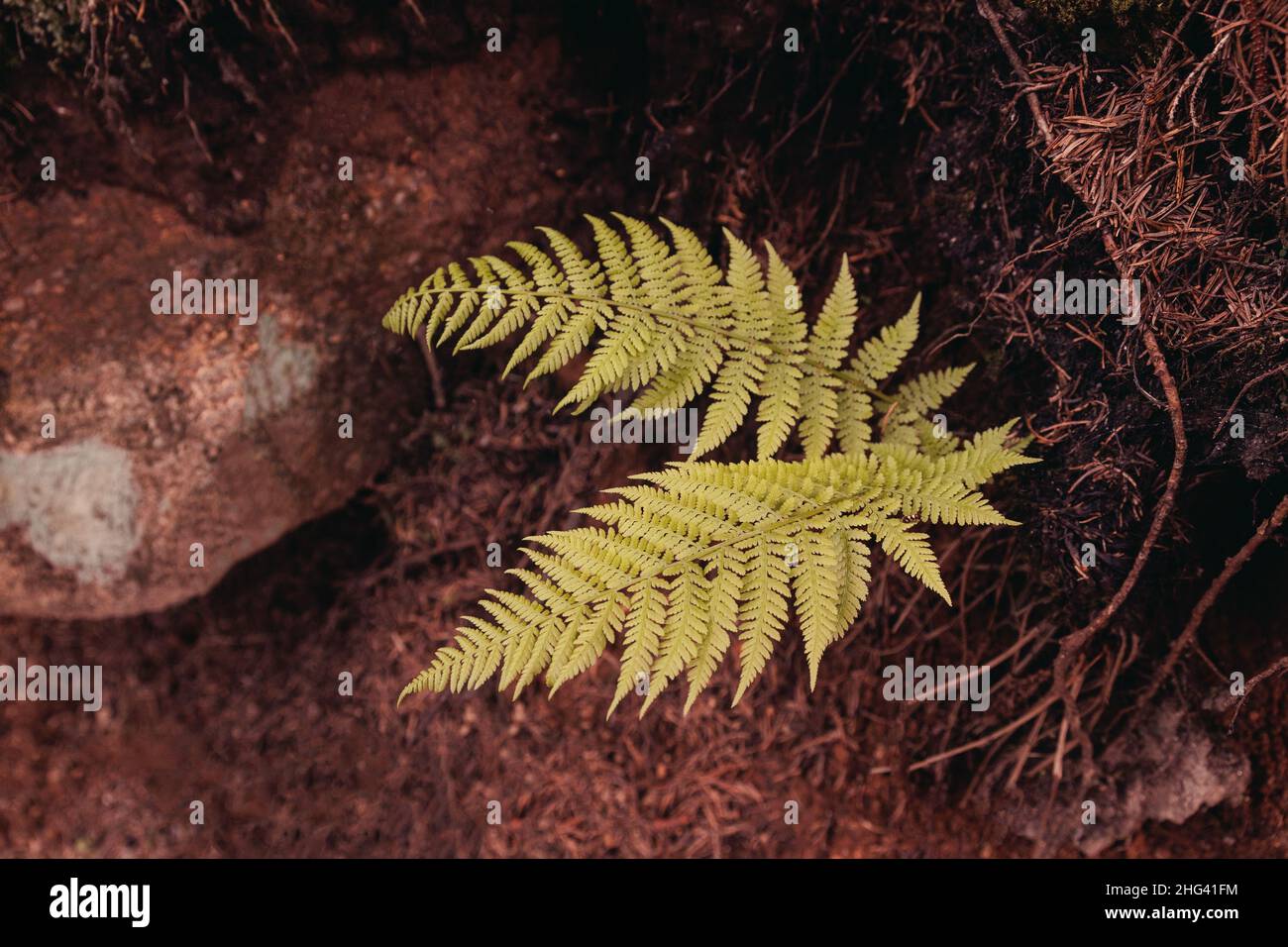 Bracken fern in eco hi-res stock photography and images - Alamy