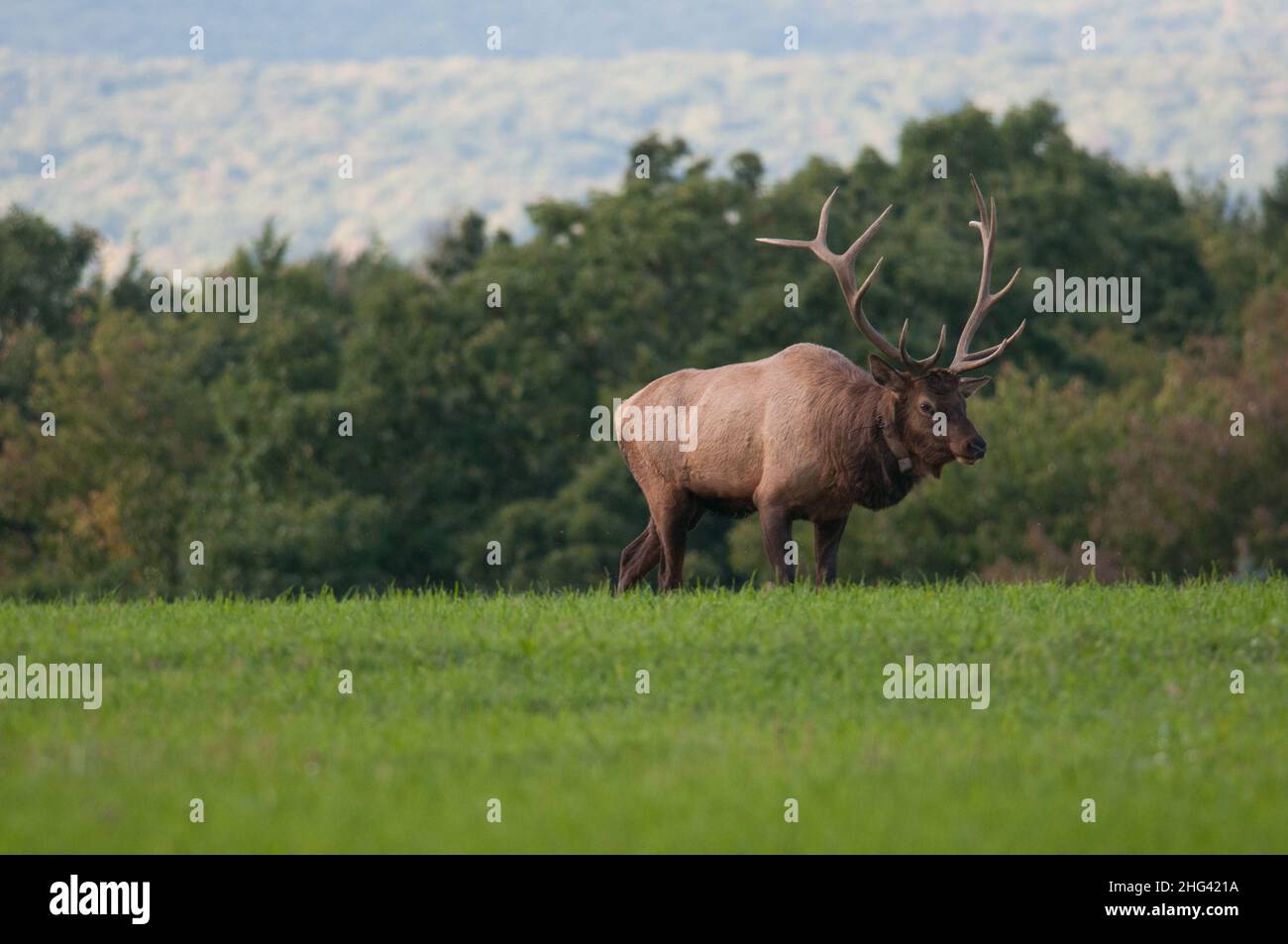 Bull elk strolling across the field in Pennsylvania Stock Photo
