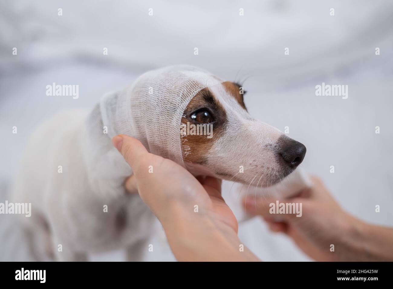 Gauze wraps hi-res stock photography and images - Alamy - Gauze Wrapped Around Dog'S Head