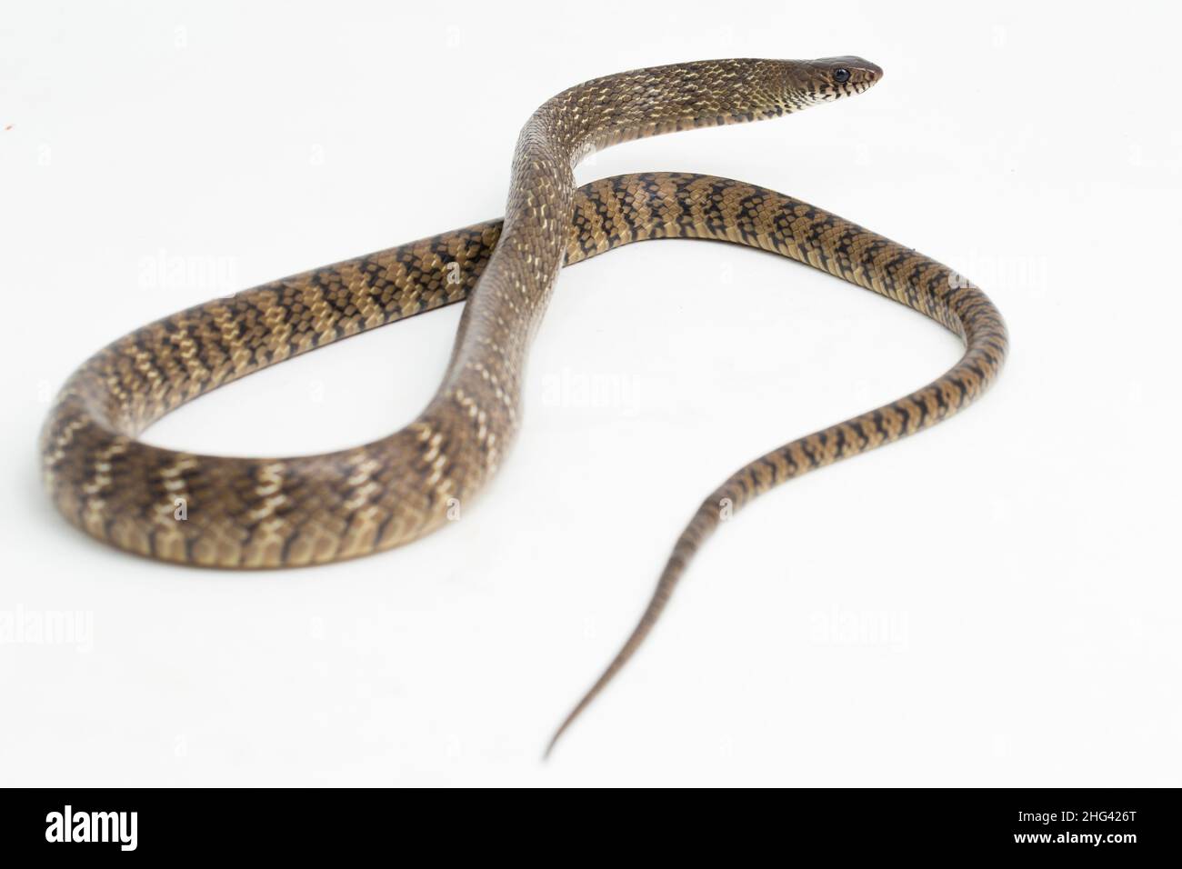 Ptyas mucosa, oriental ratsnake, Indian rat snake, isolated on white