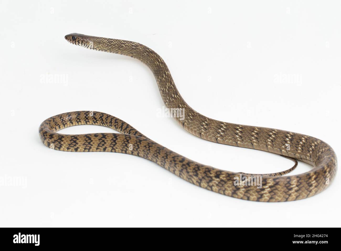 Ptyas mucosa, oriental ratsnake, Indian rat snake, isolated on white