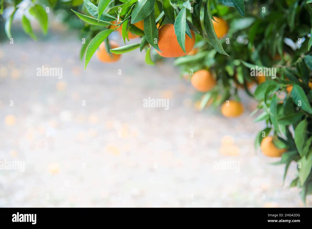 Orange fruits on a branch in citrus garden with copy space Stock Photo