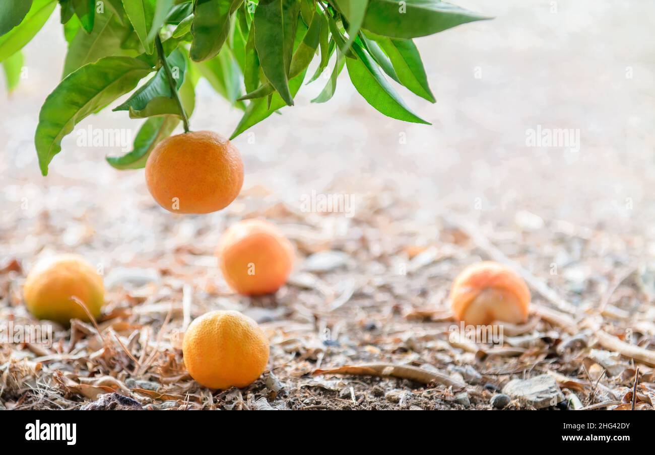 Closeup of tangerine tree branch and fruits lying on the ground Stock Photo