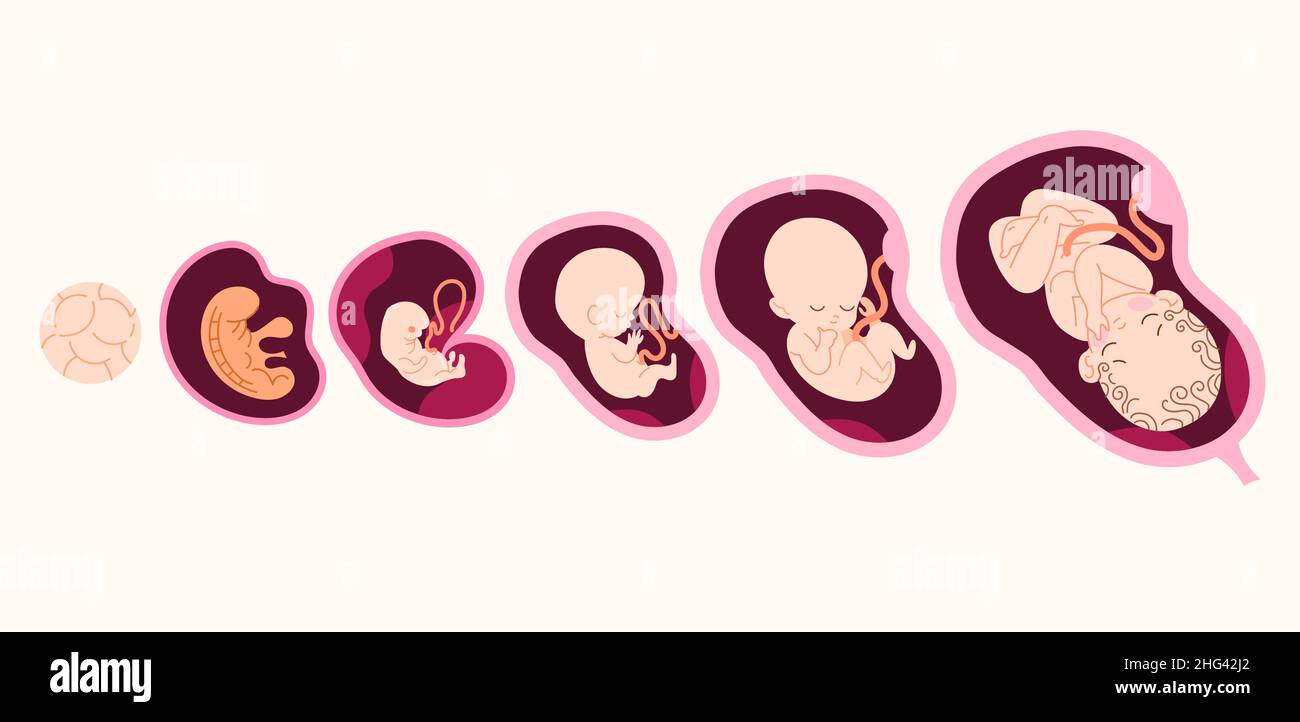 set of fetal development moments Vector illustration Stock Vector Image ...