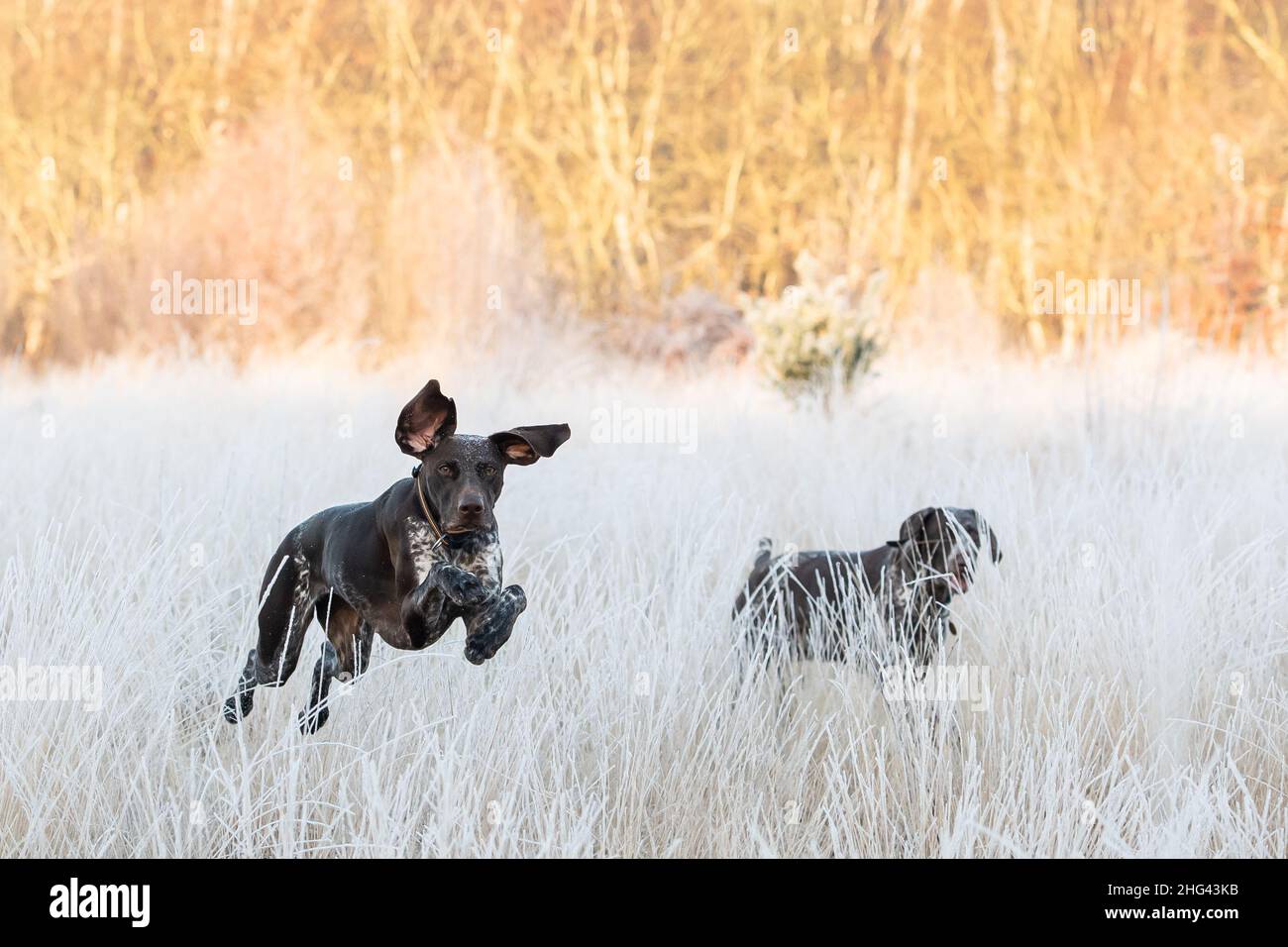 London, UK. 18th January, 2021: A German Shorthaired Pointer enjoying the frosty conditions on Wimbledon Common, London, UK. Credit:Ashley Western/Alamy Live News Stock Photo