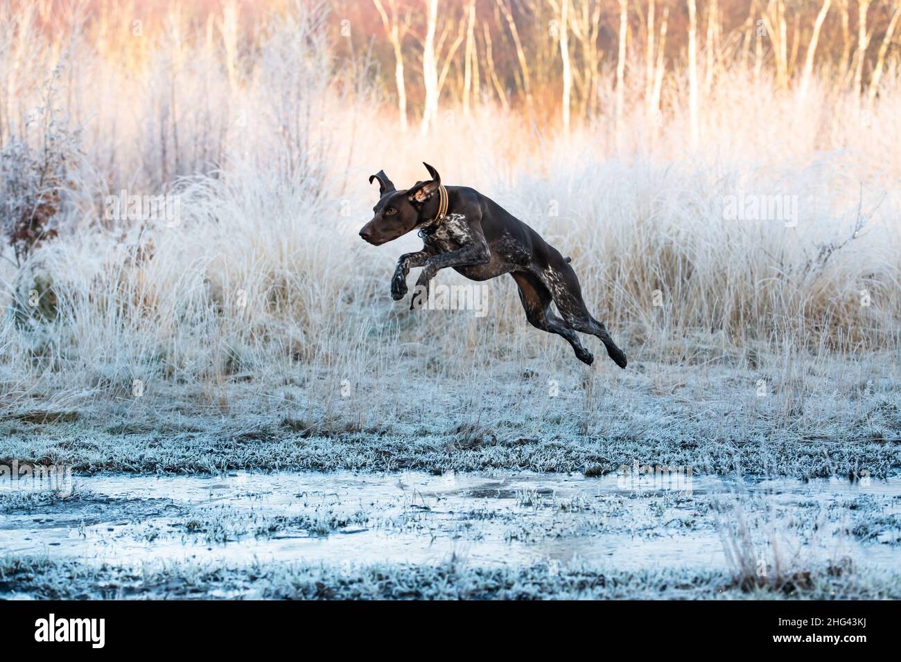 London, UK. 18th January, 2021: A German Shorthaired Pointer enjoying the frosty conditions on Wimbledon Common, London, UK. Credit:Ashley Western/Alamy Live News Stock Photo