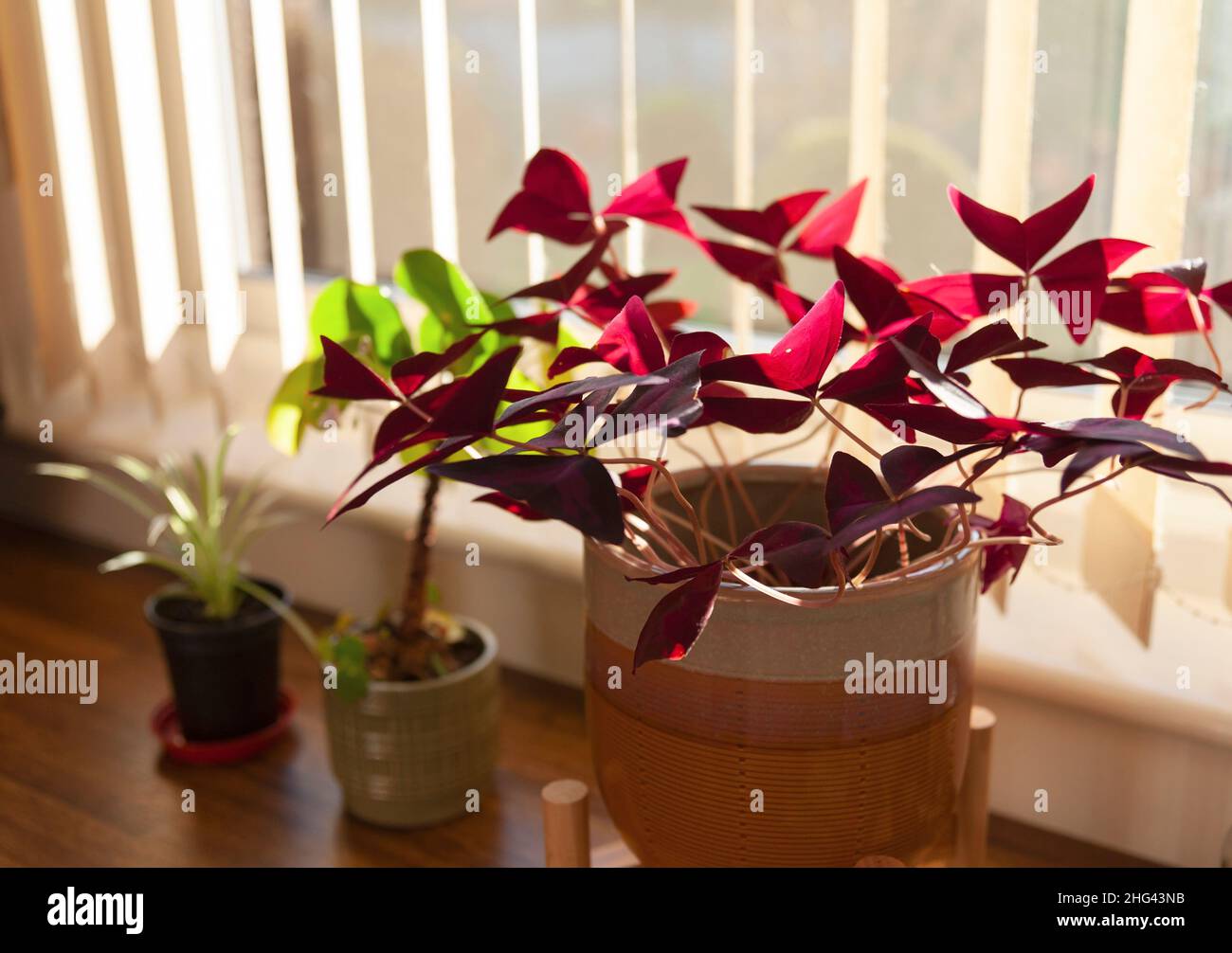Houseplants by a sunny window Stock Photo