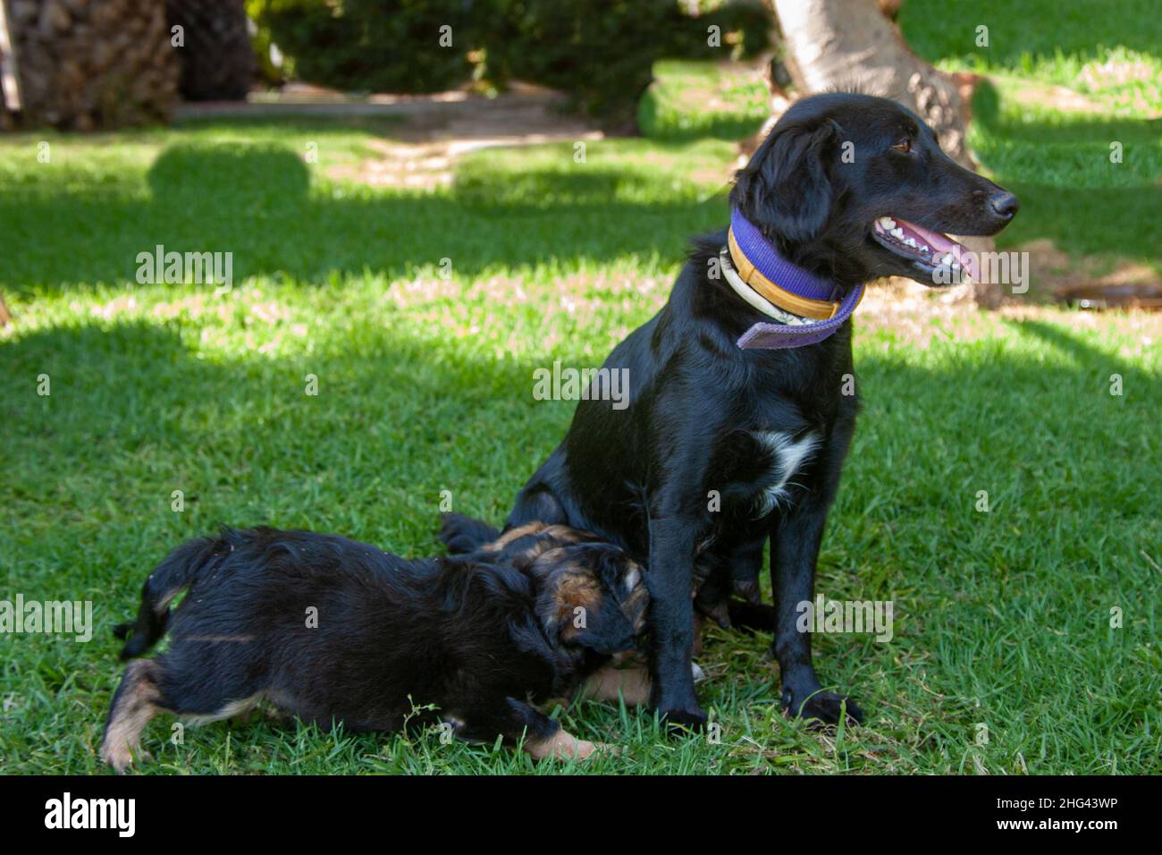 female dog nursing puppies Stock Photo Alamy