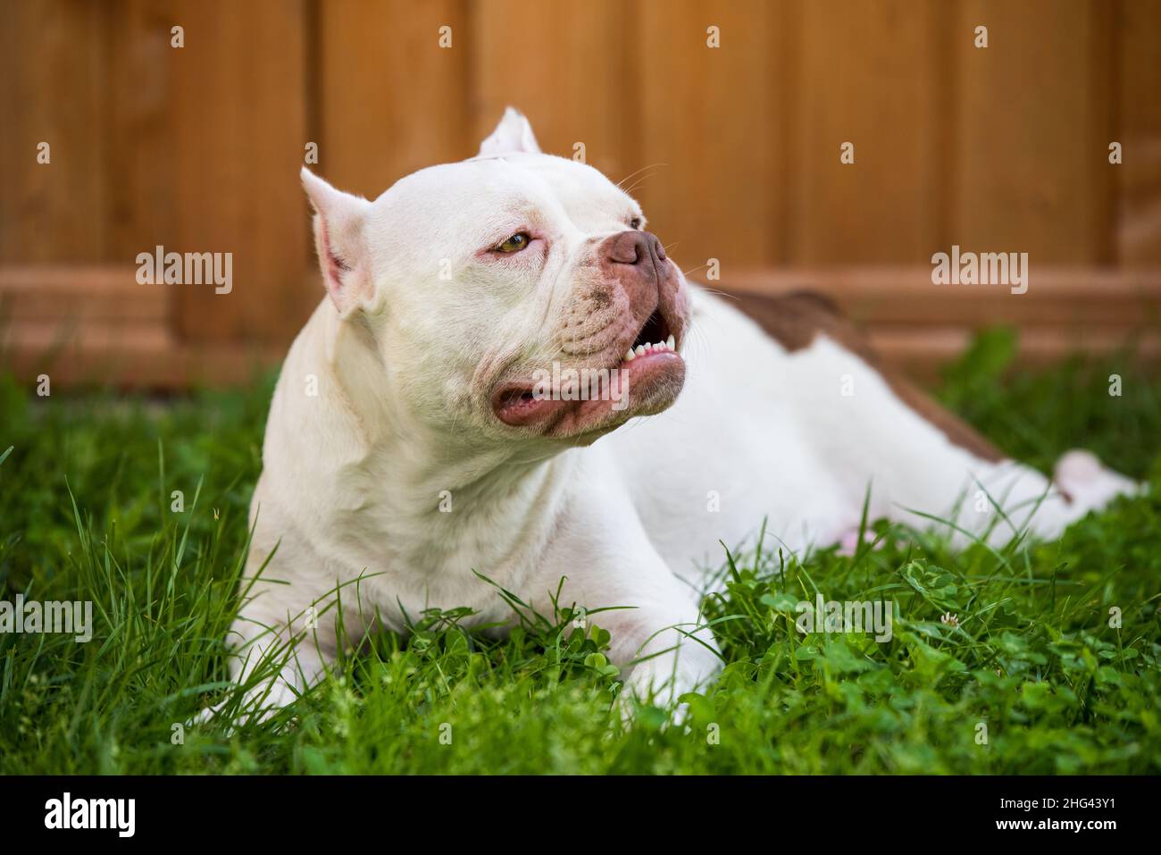 White American Bully female dog is on green grass. Medium sized dog
