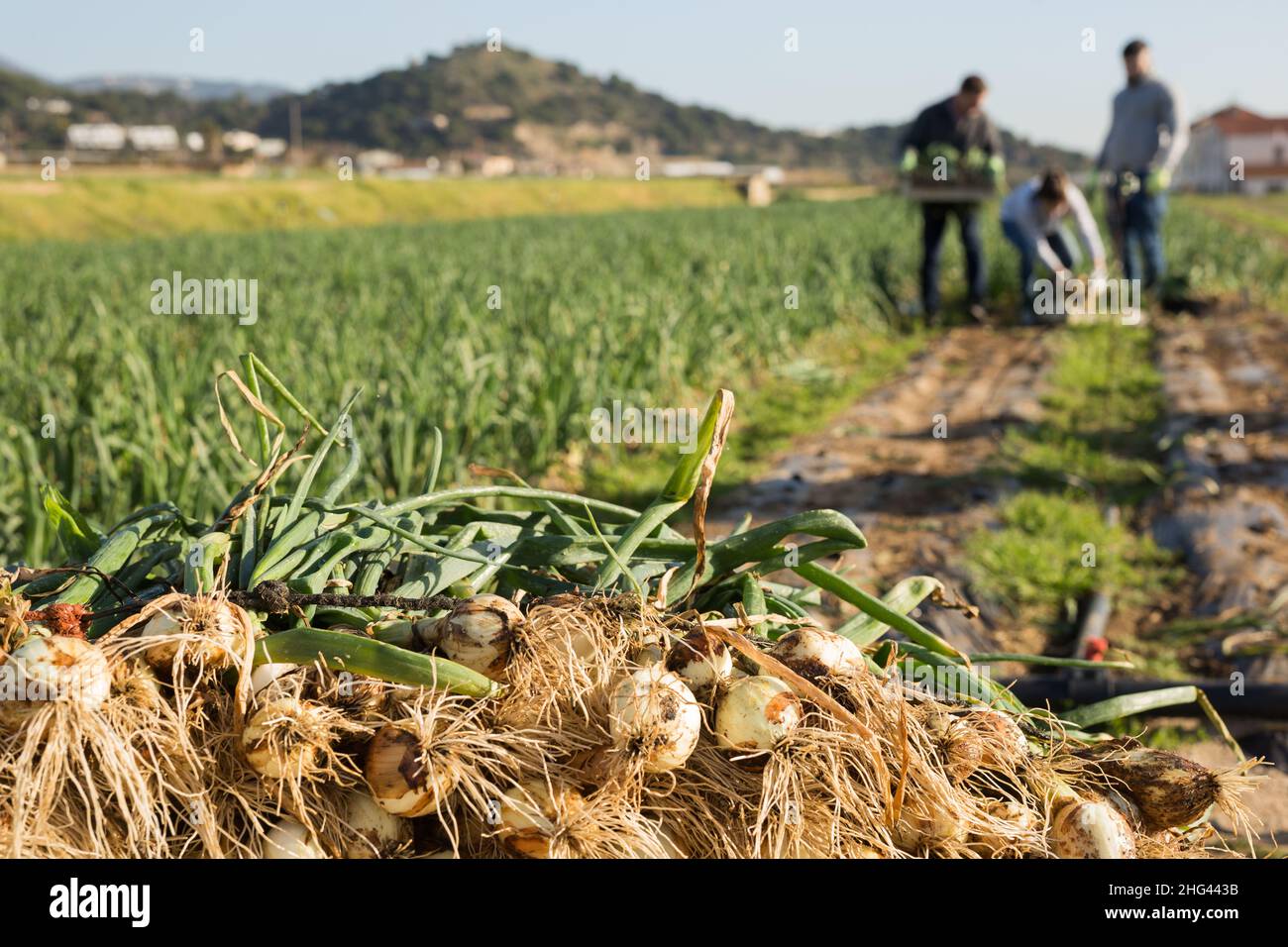 Onion cultivars hi-res stock photography and images - Alamy