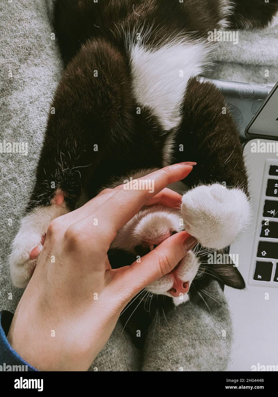 beautiful black cat with a white neck is lying on the back of the bed next to the laptop and biting the female hostess's fingers. Stock Photo