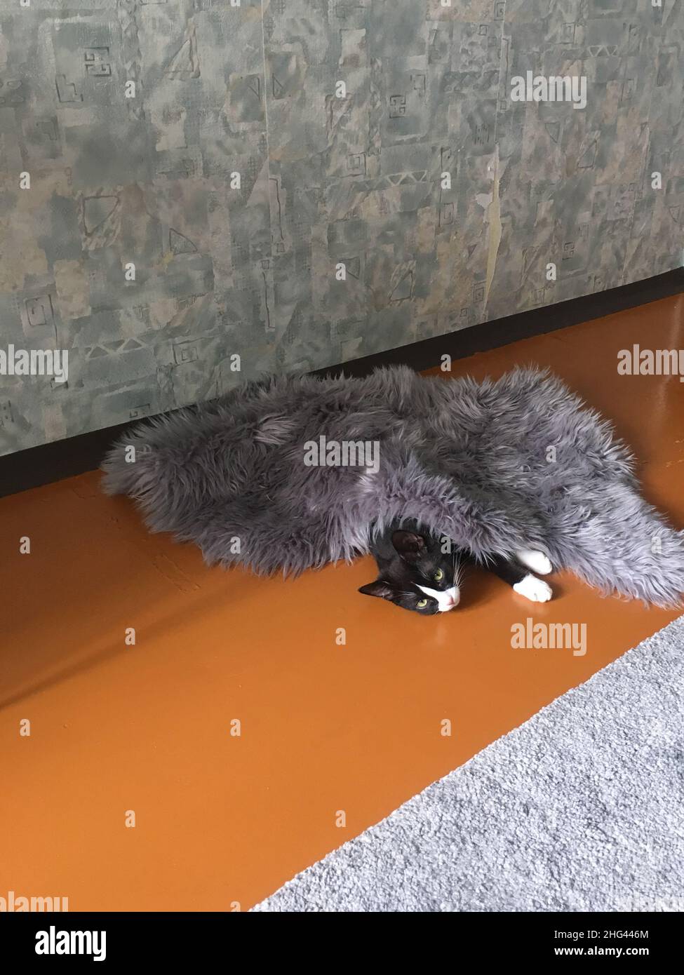 A black cat sleeps on a brown floor under a gray fluffy blanket in the spring sun. Stock Photo