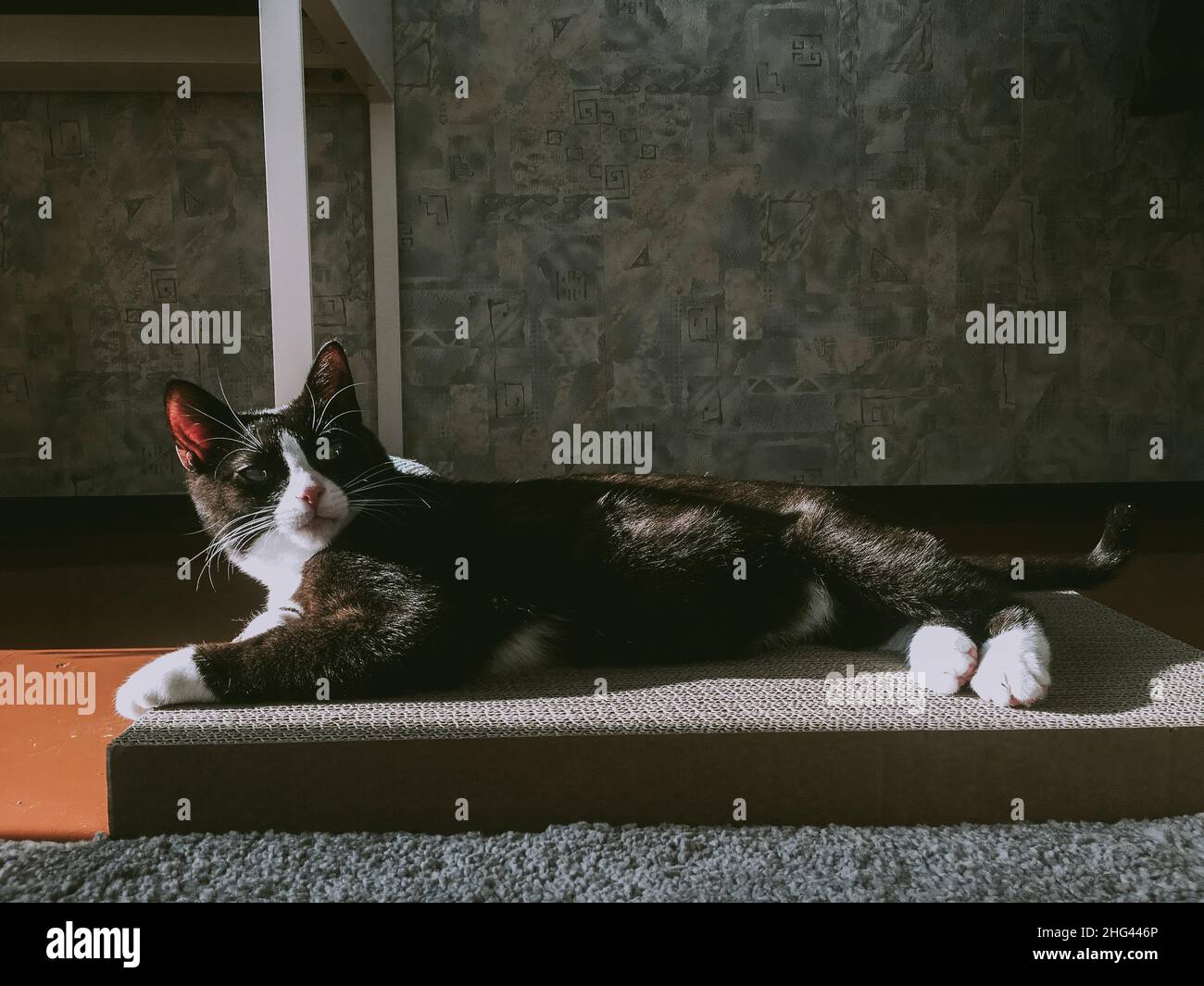 A black cat sleeps on a nail sharpening box in the spring sun. Stock Photo