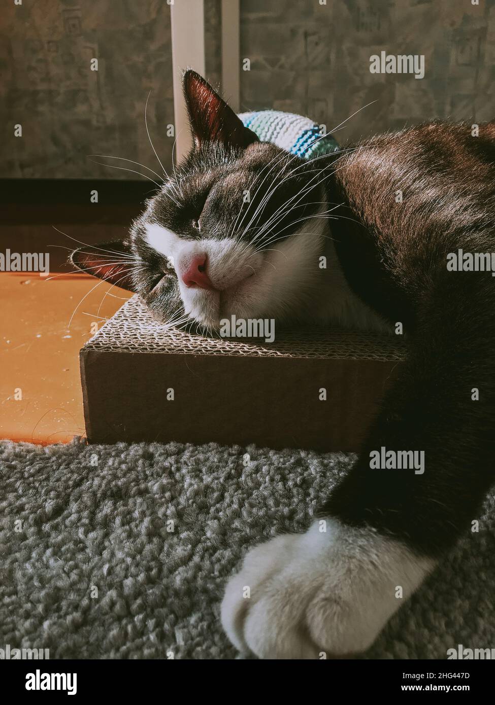 Portrait of a black cat with a white muzzle lying on a nail sharpening box in the spring sun in a room on the floor. Stock Photo