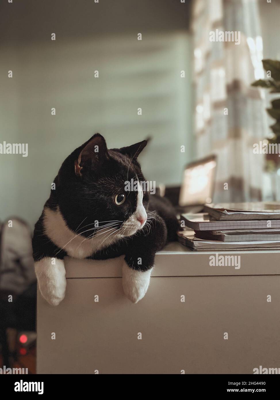 A black cat with a white muzzle is lying on a white wooden office table with its legs hanging over the edge of the table. Stock Photo