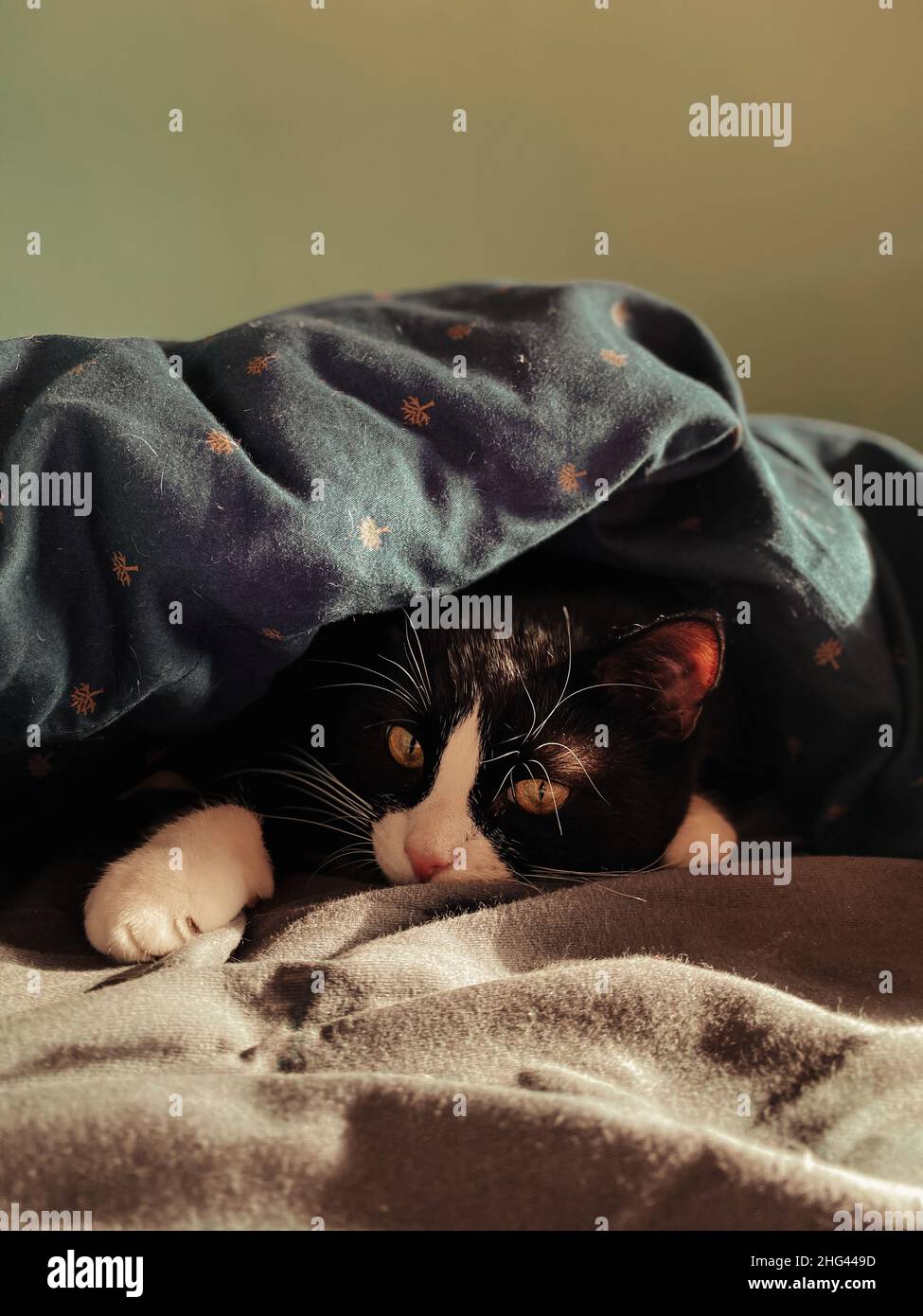 black cat with a white muzzle lies on a bed under a blue blanket lit by the spring sun. Stock Photo