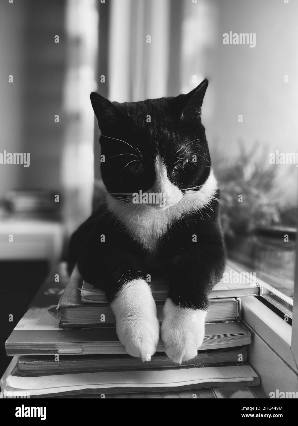 Black cat window Black and White Stock Photos & Images - Alamy