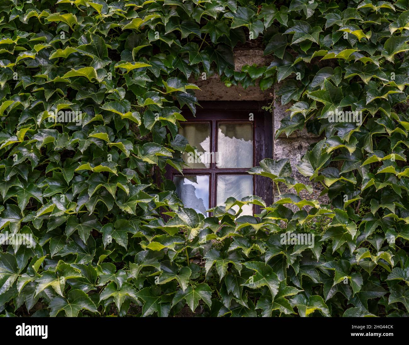 Small window with ivy in France. Stock Photo
