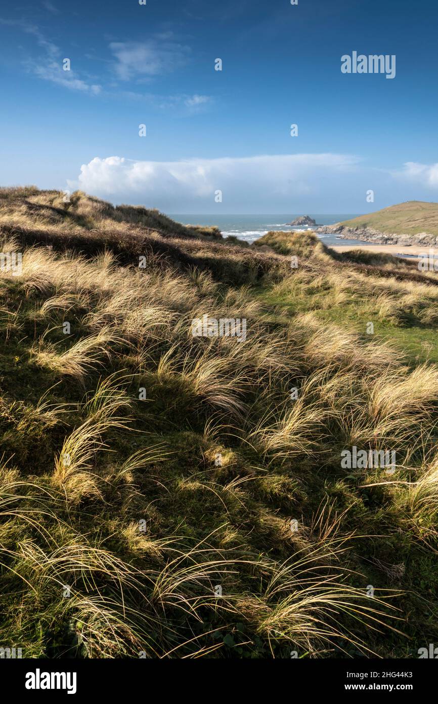 Evening light over tufts of Marram Grass Ammophila arenaria growing on the fragile delicate sand dune system at Crantock Beach in Newquay in Cornwall. Stock Photo