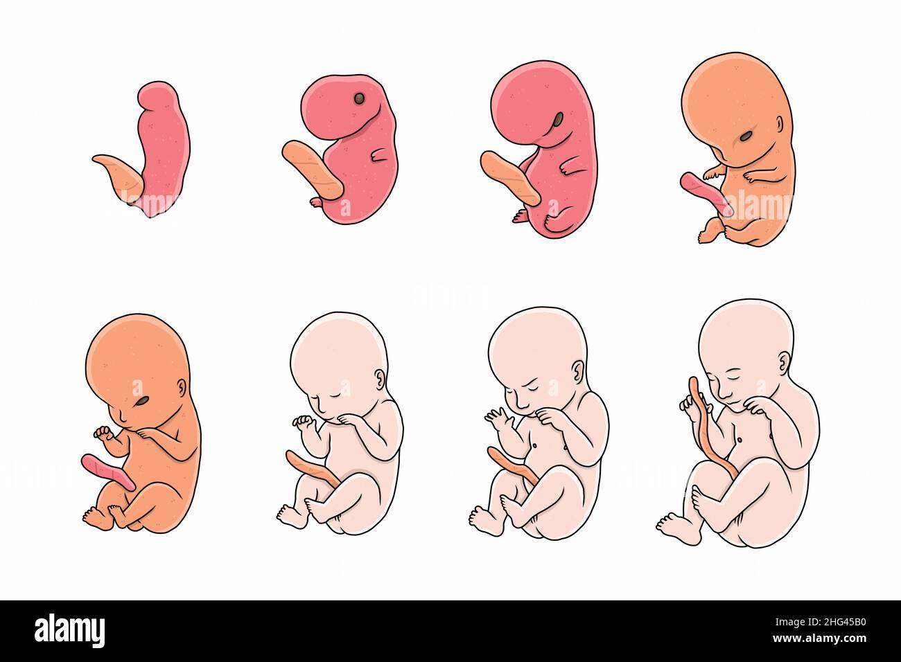 set of fetal development moments Vector illustration Stock Vector Image ...