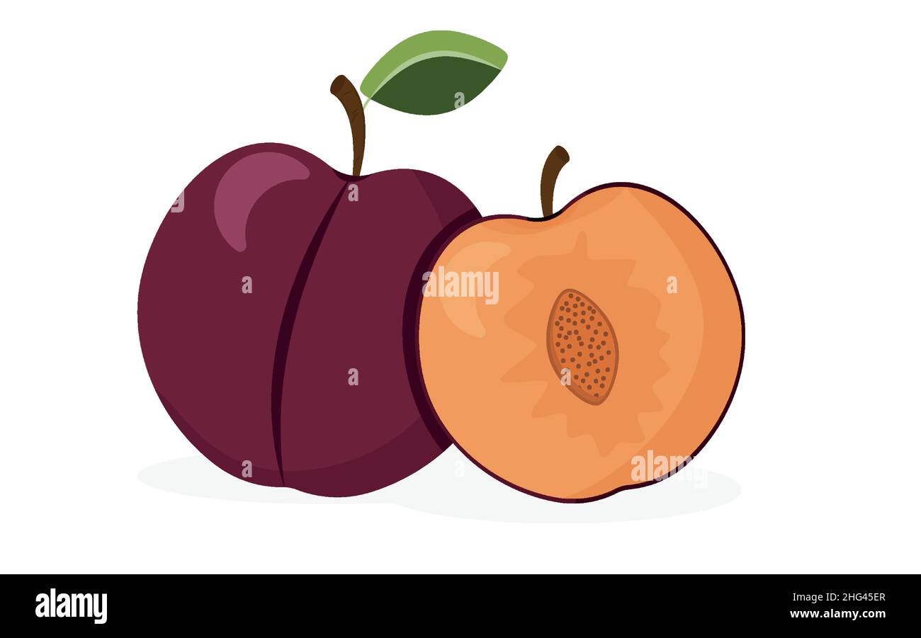 Plums on a white background. Juicy purple plum fruits. Whole and half