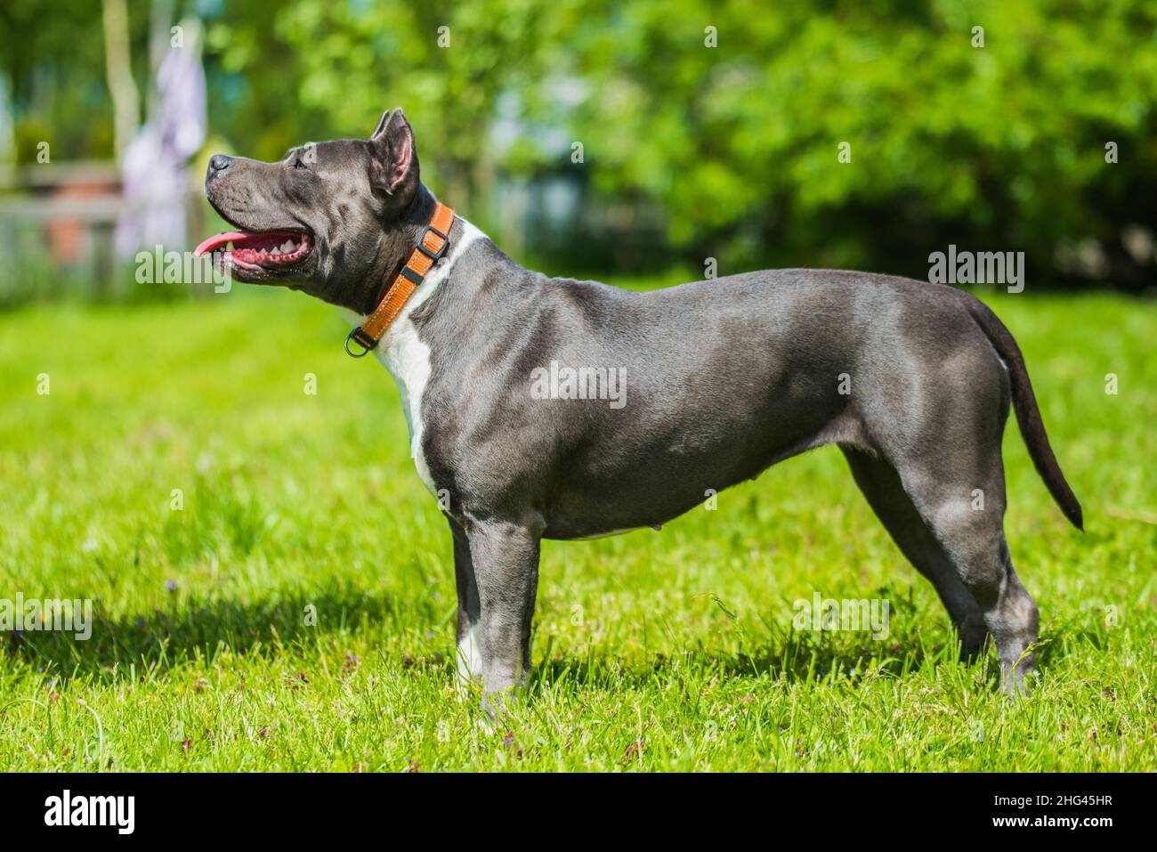 Female blue brindle American Staffordshire Terrier dog or AmStaff on nature Stock Photo