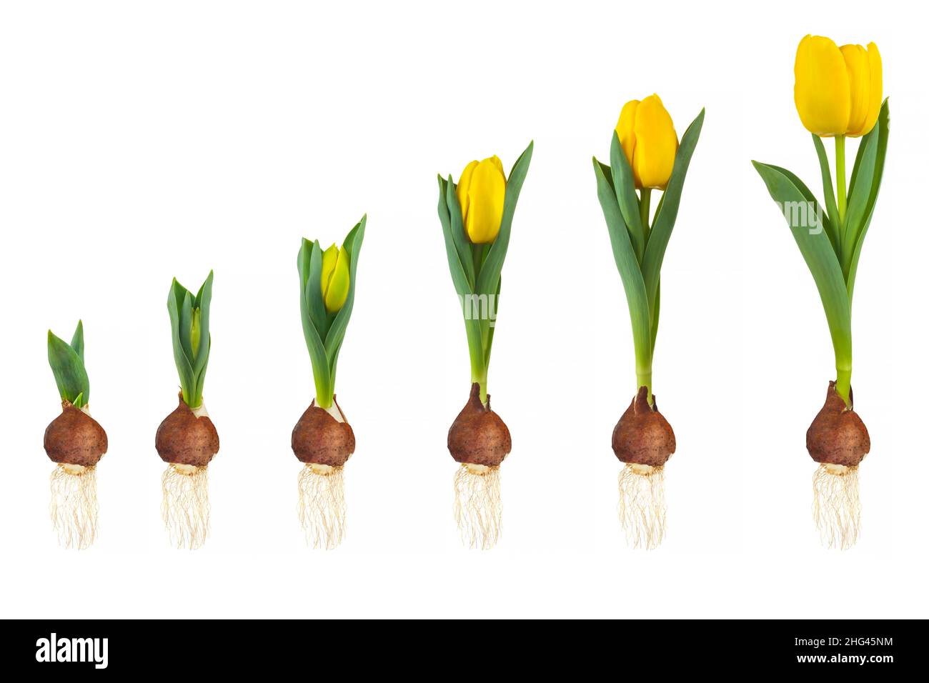 Growth stages of a yellow tulip from flower bulb to blooming flower isolated on a white background Stock Photo