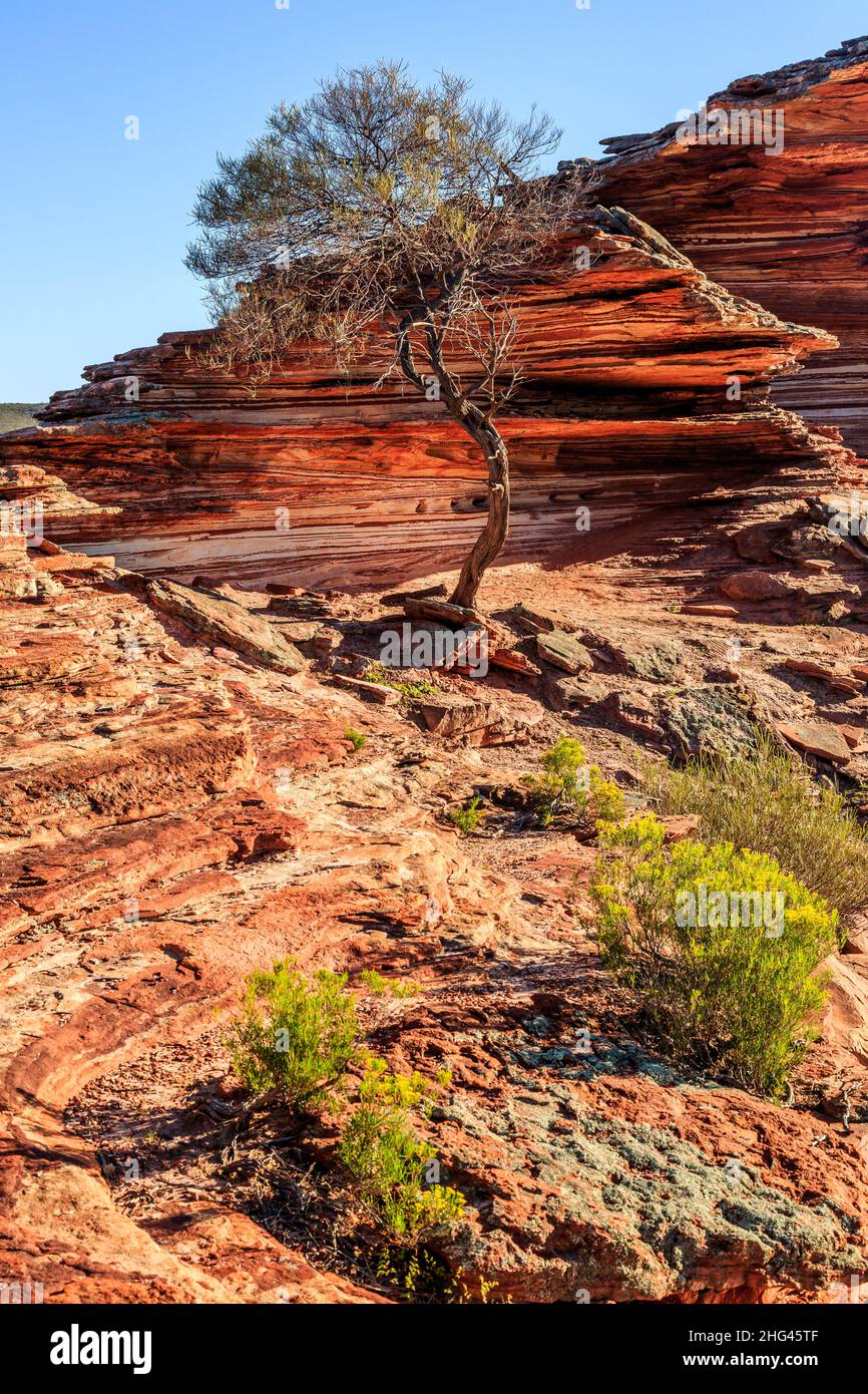 Lone tree growing in the layered Tumblagooda Sandstone of Kalbarri National Park, Western Australia Stock Photo