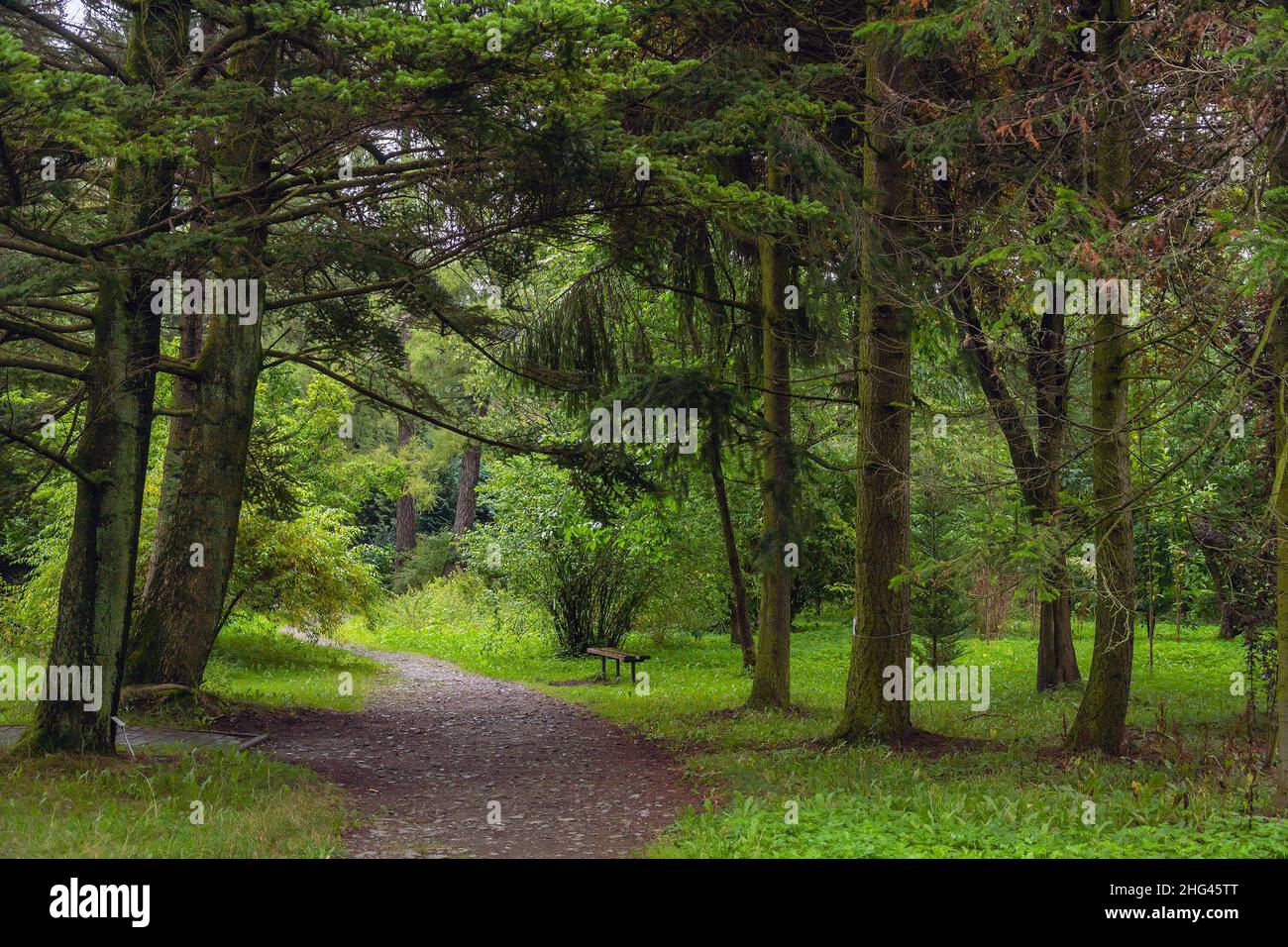 A secluded path in an old garden among huge coniferous trees Stock Photo