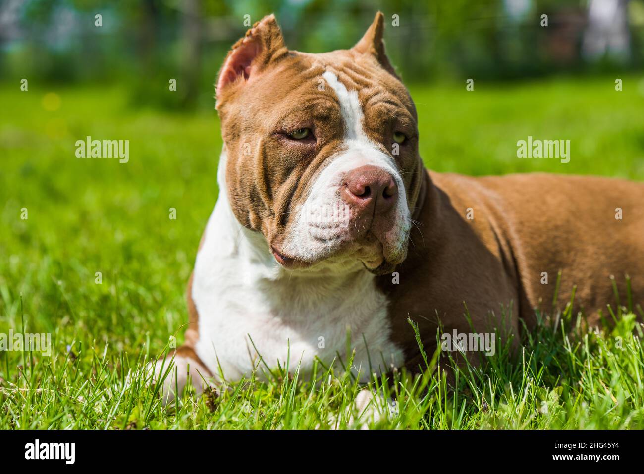 what is abkc bully id