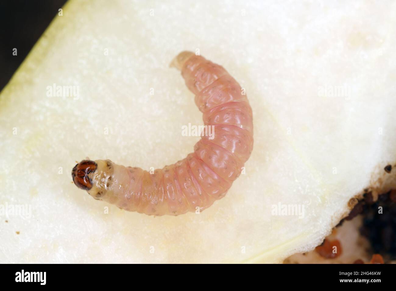 Caterpillar of the codling moth - Cydia pomonella in an apple. Major pests to agricultural crops, mainly fruits such as apples and pears in orchards. Stock Photo