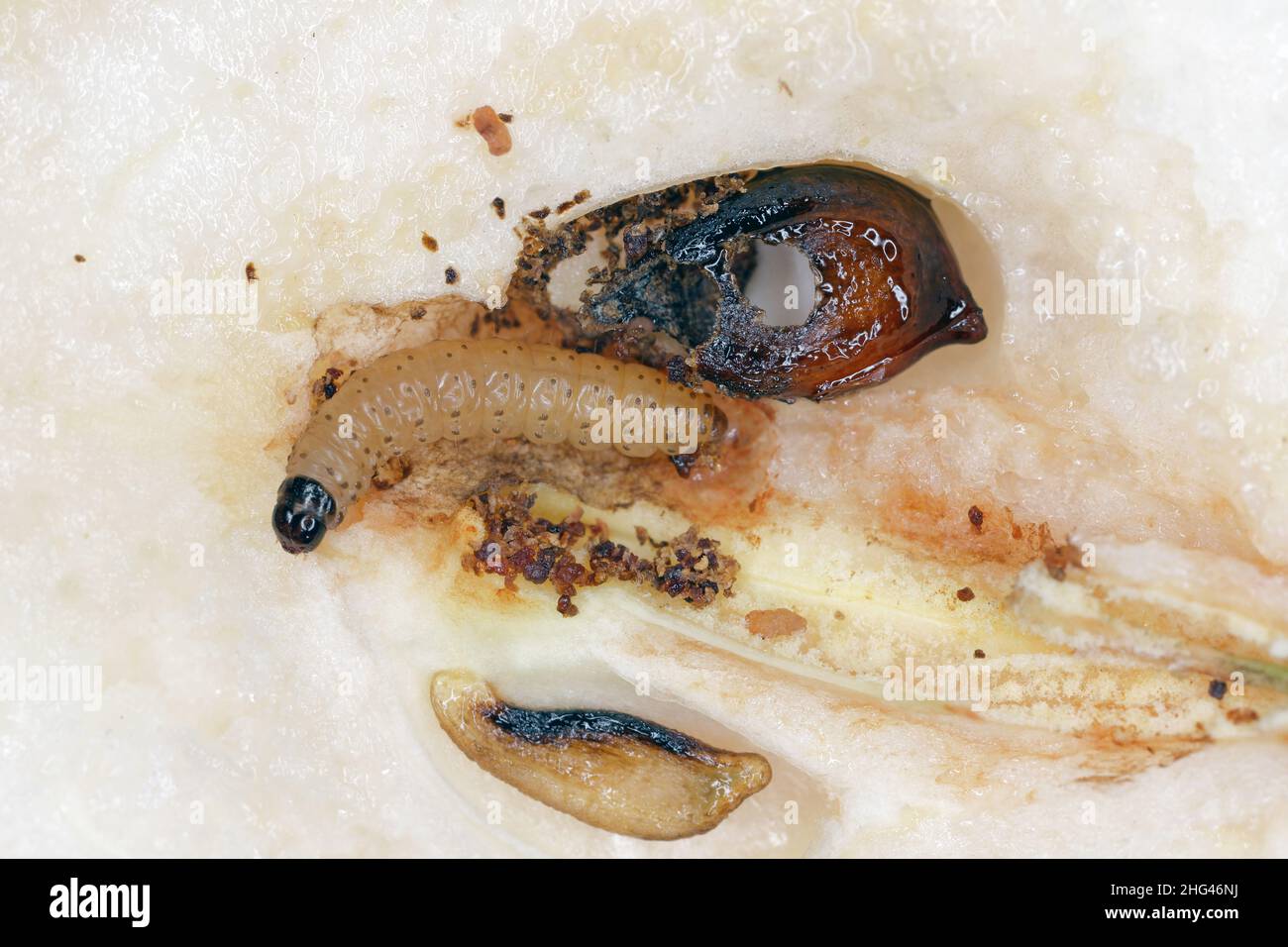 Caterpillar of the codling moth - Cydia pomonella in a pear. Major pests to agricultural crops, mainly fruits such as apples and pears in orchards. Stock Photo