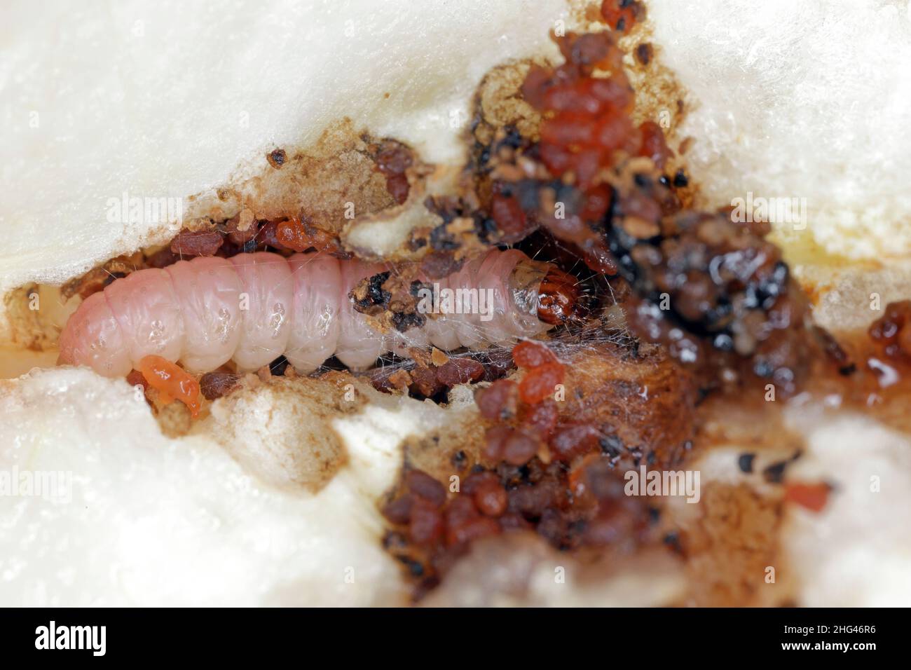 Caterpillar of the codling moth - Cydia pomonella in an apple. Major pests to agricultural crops, mainly fruits such as apples and pears in orchards. Stock Photo