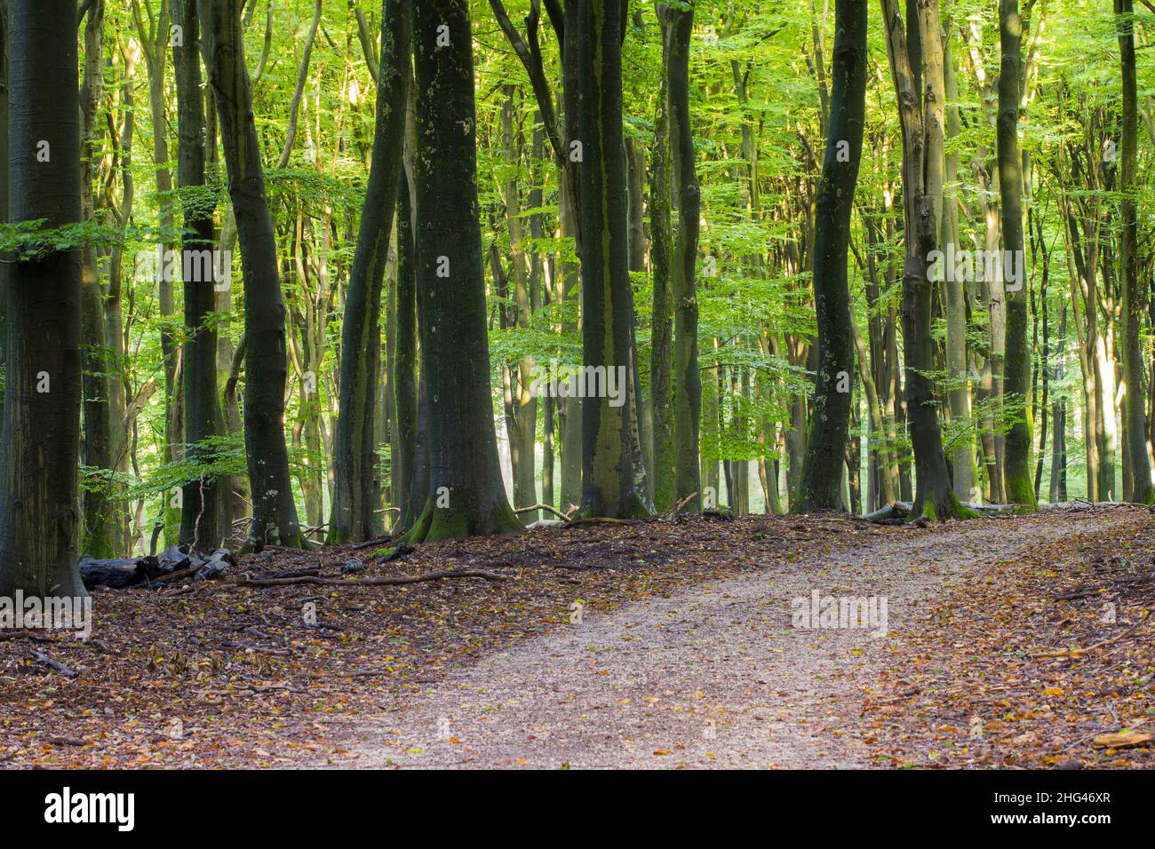 Beech trees in a forest, sunlight shining through foliage and lighting up the leaves. Stock Photo