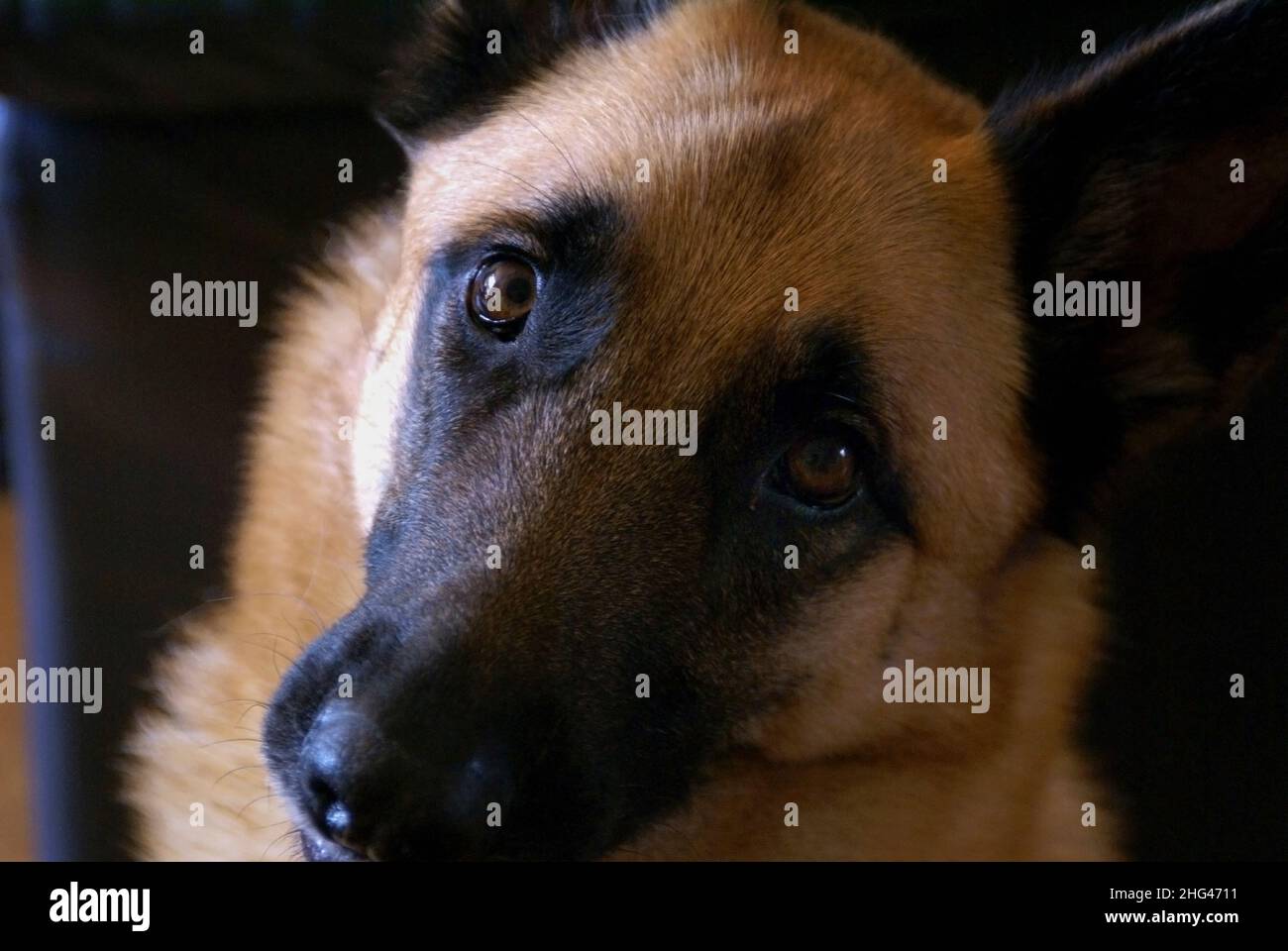 Intimate portrait of a belgian sheperd dog looking straight into the lens. Stock Photo