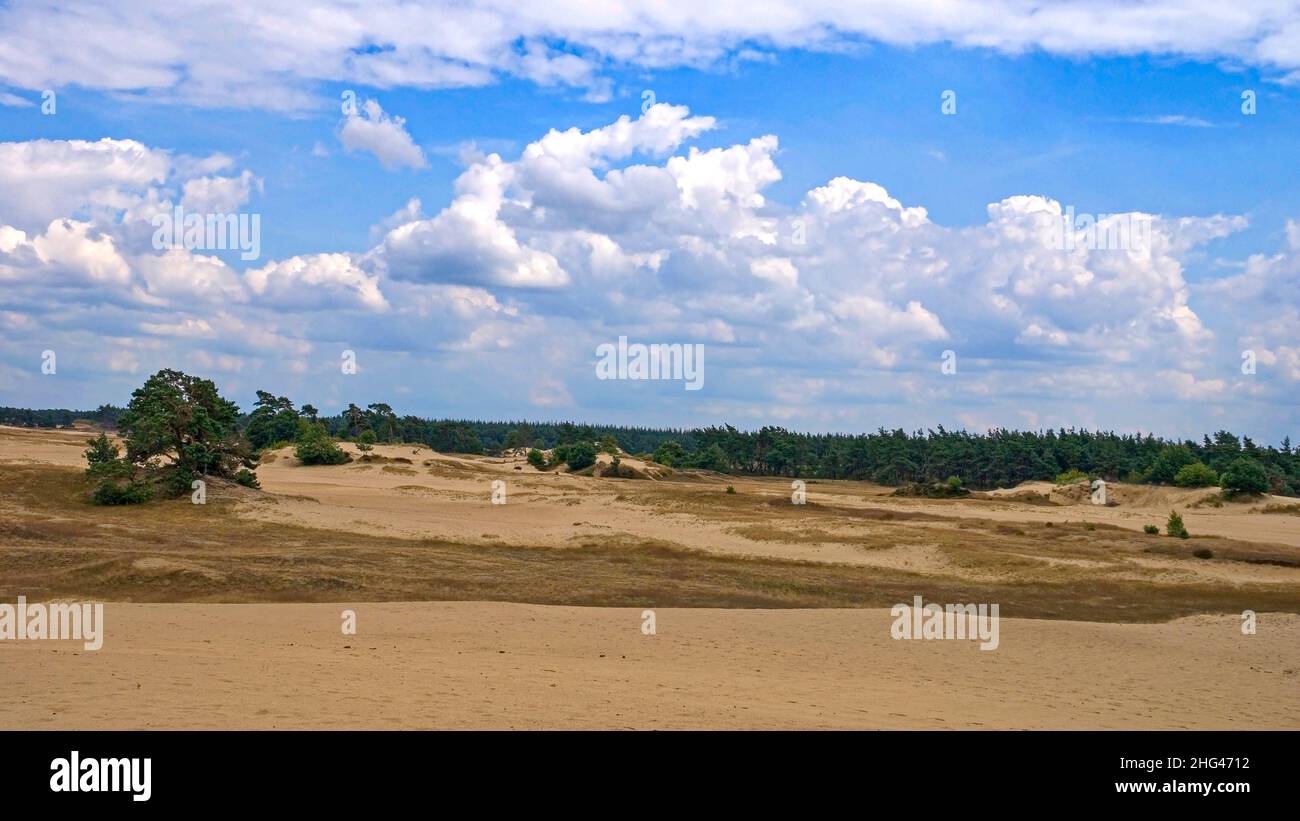Drift sand area with pine trees under a beautiful cloudscape. Stock Photo