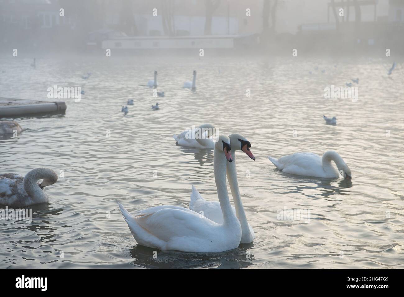 Eton, Windsor, Berkshire, UK. 18th January, 2022. Courting swans. Swan charity Swan Support were feeding swans in Eton on the River Thames this morning with corn. DEFRA Avian Influenza Control Zone notices are now in place by the River Thames in Windsor and Eton telling people not to feed the swans and wild birds. Instead Swan Support are feeding the swans and birds twice a day in a controlled manner so as to try to stop the spread of the deadly disease. So far seven swans have tragically died of bird flu and 26 were put to sleep by charity Swan Lifeline at Cuckoo Weir in Eton. Credit: Maureen Stock Photo