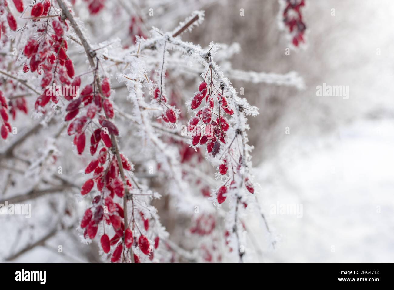 Closeup of twigs with barberries covered with frost with blurred tree branches and snow in background in daytime. Gathering healthy berries in winter Stock Photo