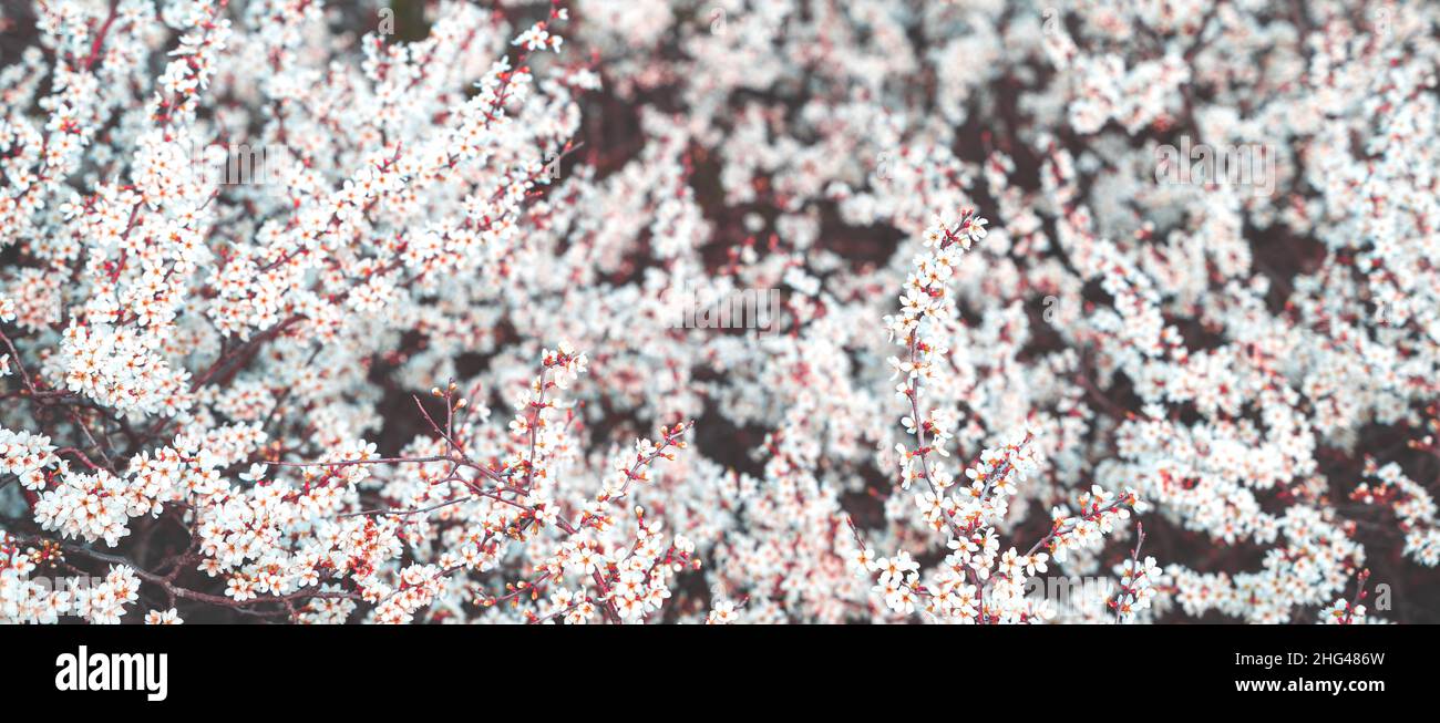 Spring flowering trees. Spring background. Tinted image. Selective focus. Stock Photo